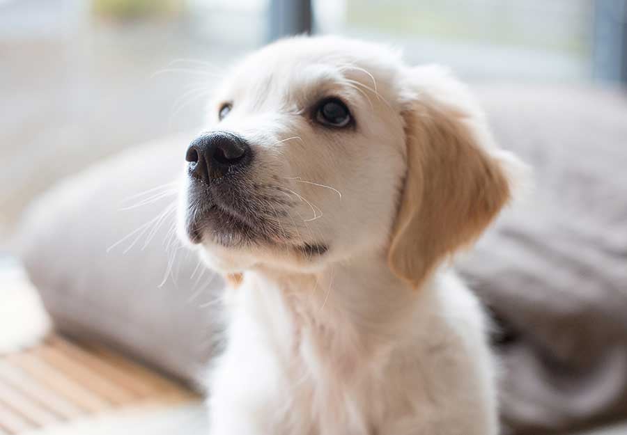 puppy-checklist-article-feature