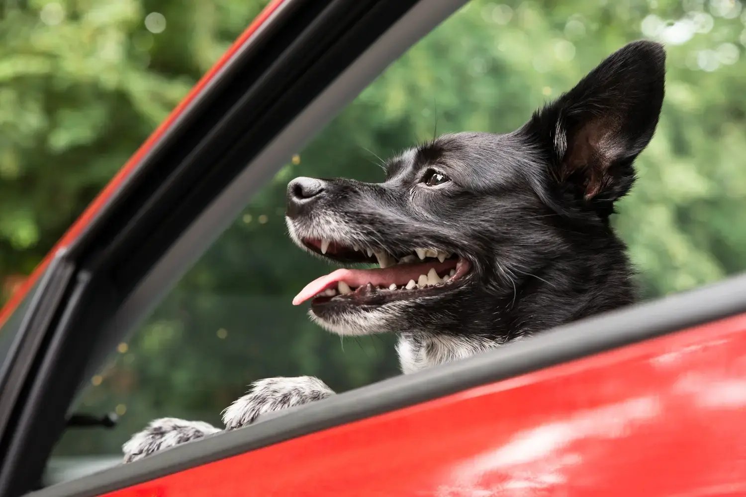 road-trip-with-dogs-feature