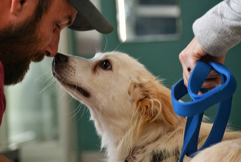Zoe's Animal Rescue – Adopt a Dog or Cat in Edmonton, Alberta
