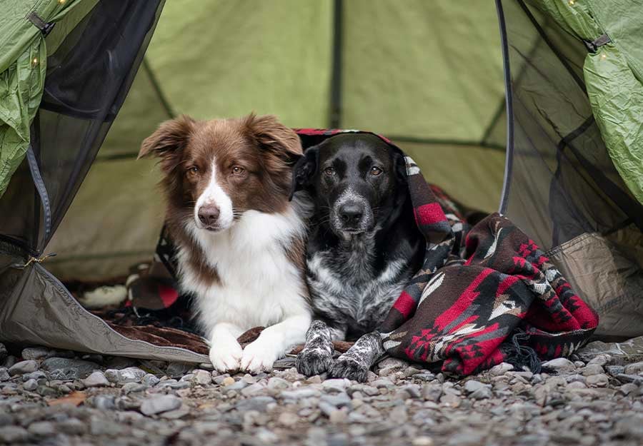 camping-with-dogs-checklist