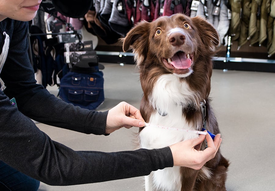 how-to-measure-a-dog-article-feature