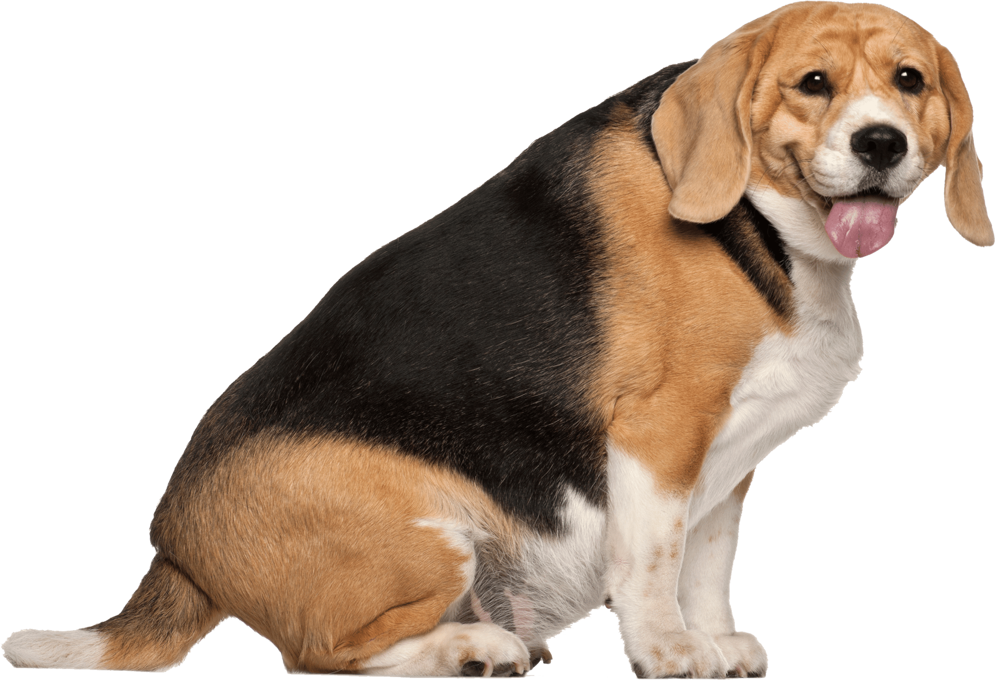 Dog Weight Management Guide