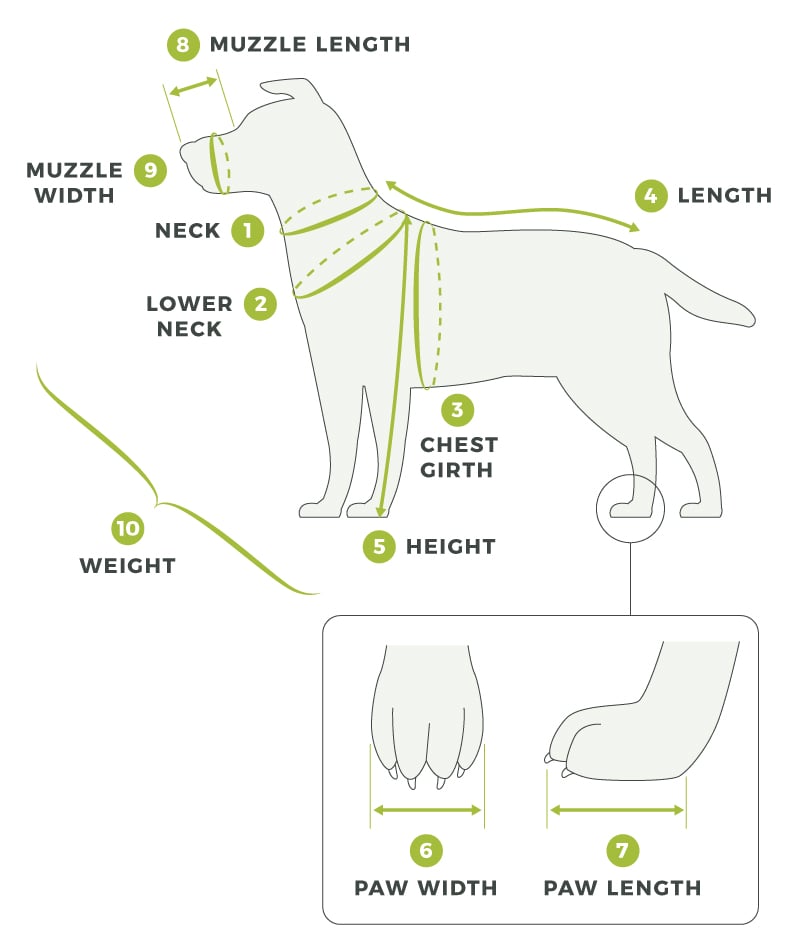 dog-measurements-updated