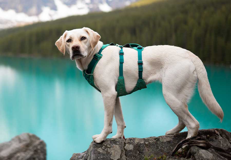 best-dog-harness-article-feature
