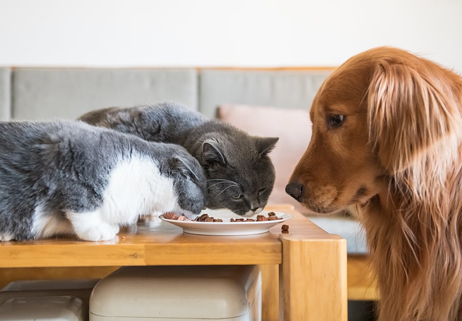 can-dogs-eat-cat-food-article-feature