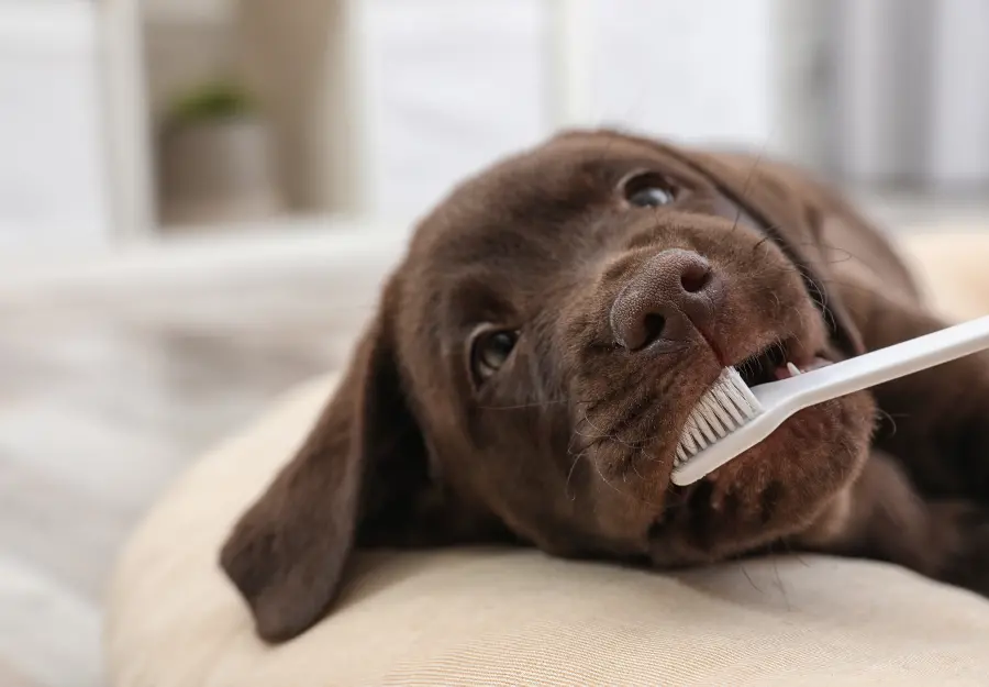 dog-toothpaste