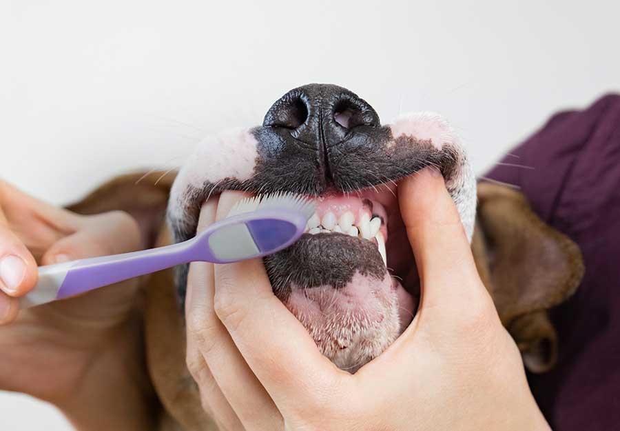 how-to-brush-dogs-teeth-article-feature