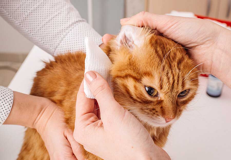 how-to-clean-cats-ears-article-feature