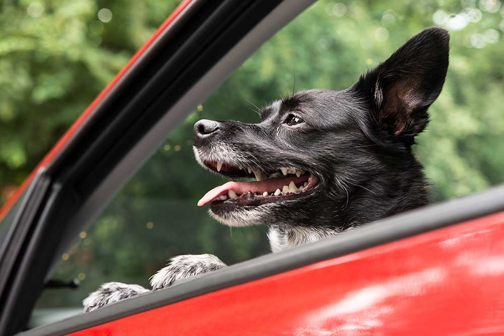 dog car ride window driving