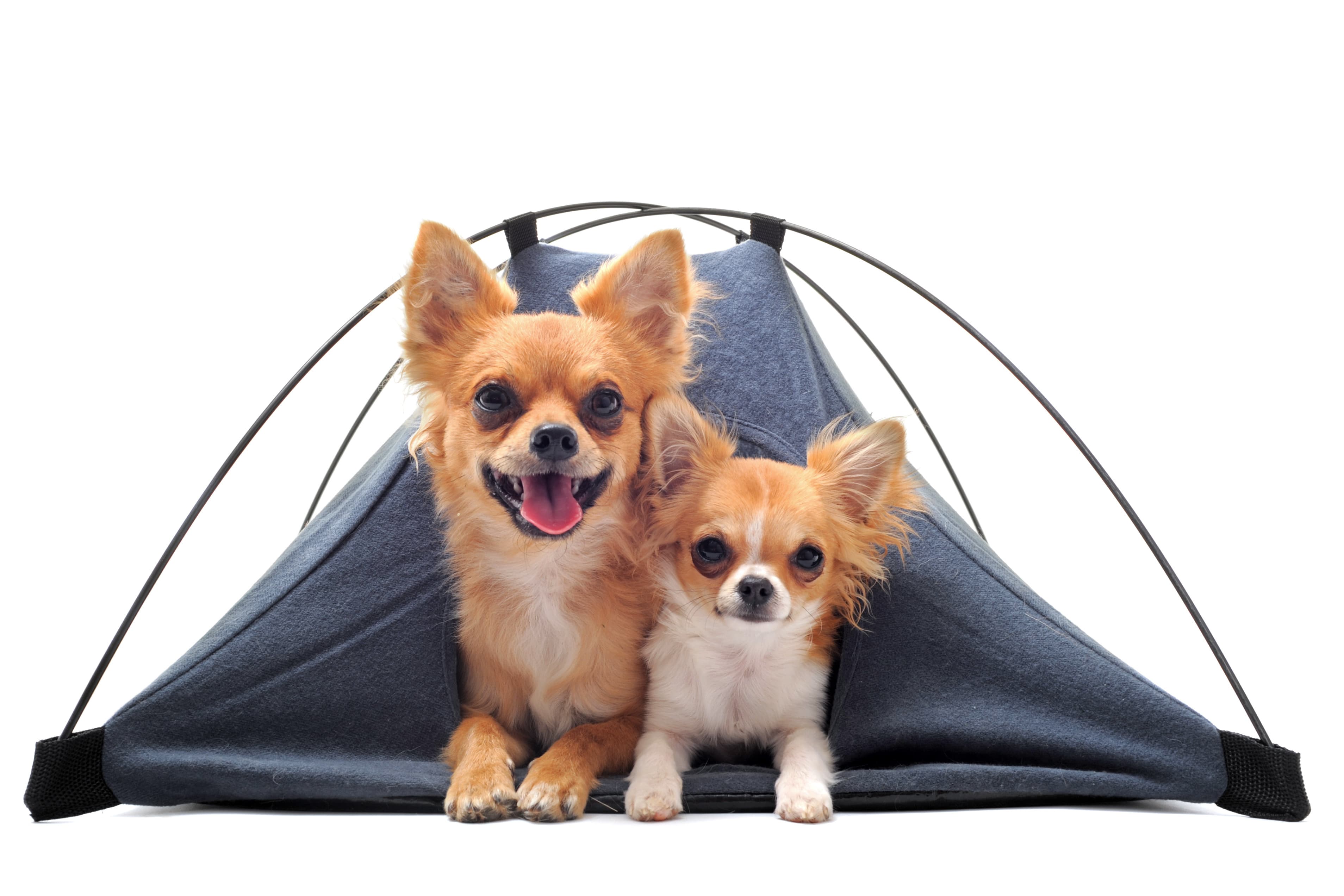 Camping-with-dogs-eBook-feature