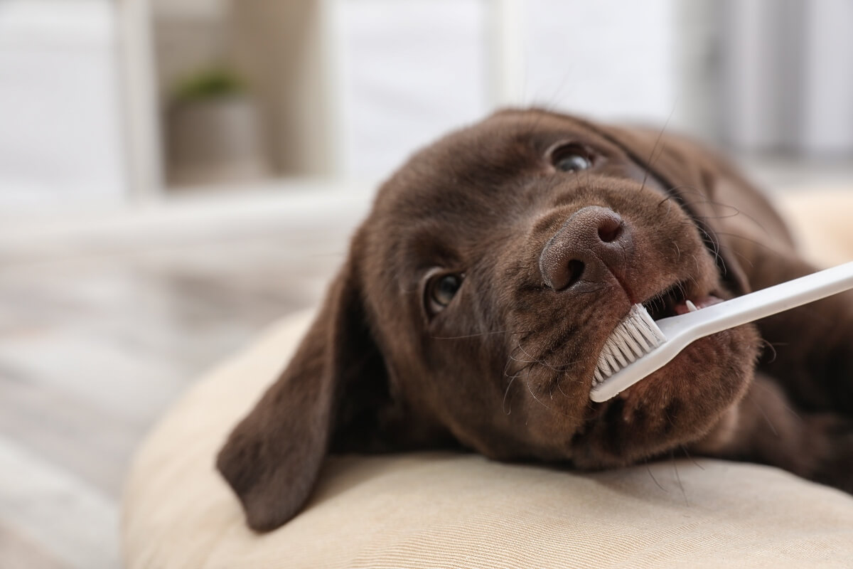 chocolate-lab-chewing-on-toothbrush