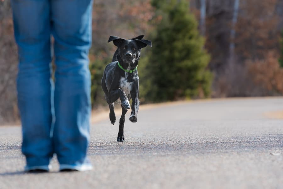 off-leash-dog-running-towards-owner (1)