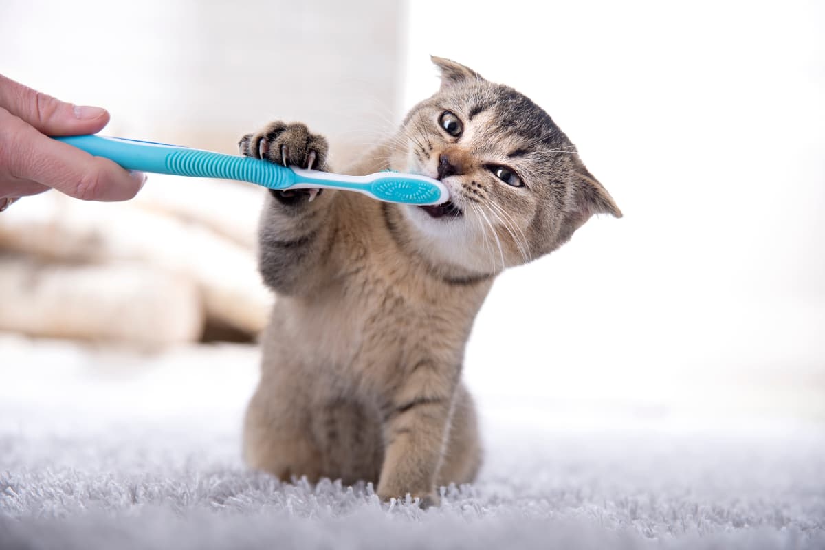 how-to-brush-cat-teeth-article-feature