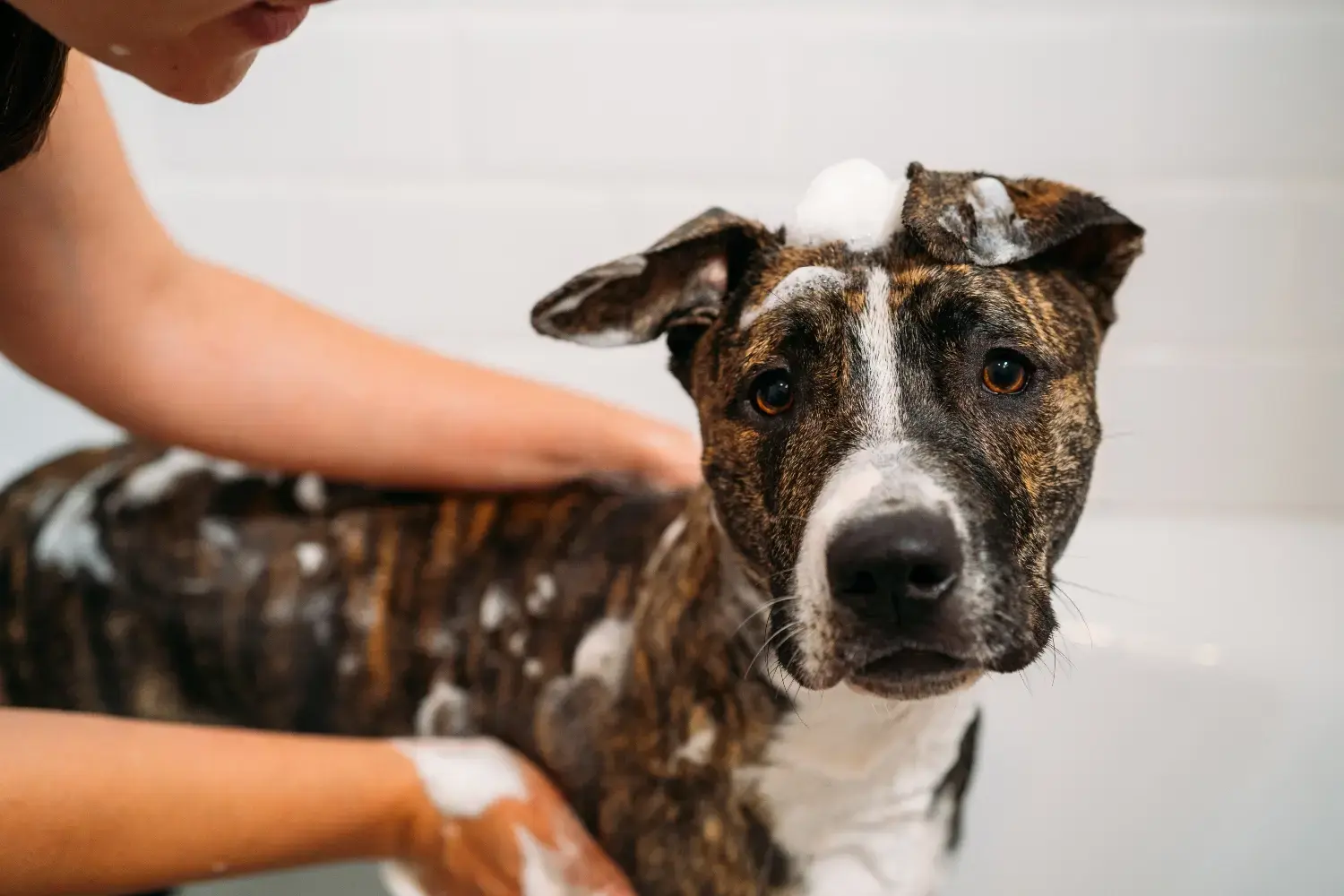 bully-dog-getting-a-bath