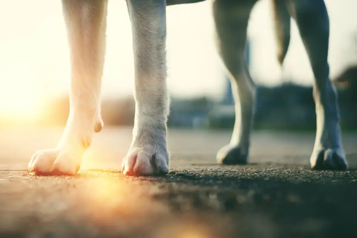 dog-walking-on-hot-pavement